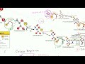 Overview of glycolysis | Cellular respiration | Biology | Khan Academy