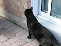 Cat opens the sliding door
