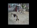 😘😂 Best Cats Videos 🐱🤣 Funny Animal Moments 2024 #14