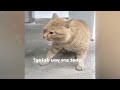 😹 When God sends you a funny cat 🙀 Funny Videos Every Days 😅🐕