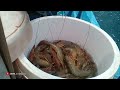 Lagi berburu udang || banyak ikan bawal main di bawah perahu #menangkapudang