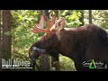 Moose Sniffs Camera