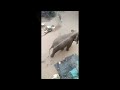 Wild Elephant attack video | Elephant attack | Elephant video | Wild elephant
