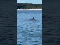 Had a visitor today while fishing! #herveybay #fishing #beautiful