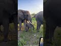 Mama elephant tries to stop stubborn baby from entering tourist bus