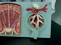 kidney anatomy