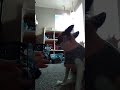 my dog's morning routine