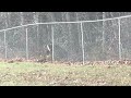 Deer along M-15 trying to get threw fence