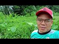 DI KEBUN KELILING VLOG 15/7/2024 TERKINI DARI @lanselamanya8077