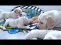 How a Mother Dog Disciplines Her 5 week old Puppies and Teach Them to Play Nice