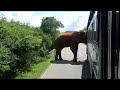 Big Elephant |Elephant Attack to bus|Sri Lanka|බලෙන් නතර කරලා පලතුරු කන්නෙ