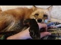 Alice the fox. The fluffy guest came to the fox.