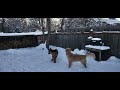 Golden Retriever and German Shepherd brothers playing in snow.