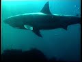 Diving/swimming with Great White Sharks Filmed for the First time (Carcharias the Great White 2000)