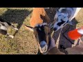 Annie the border collie practicing her goat herding