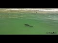 Great White Shark Approaches a Young Swimmer