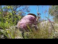 Sapphire Fossicking at Grabben Gullen Creek NSW