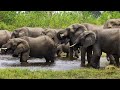 WILD FOREST ANIMALS 4K HDR | with Engaging Cinematic Sound (Colorful Animal Life)