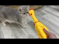 Best Funny Animals 2024 😍 Funniest Dogs and Cats 😻🐶 Part 4