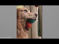 When Silly Dogs Take Over the World 🤣🐶 Funniest Animal Videos