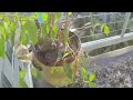 Dove feeding time