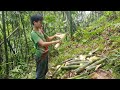 The boy harvested bamboo shoots to sell at the market and process them.