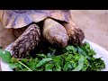 Shell-ebrating the World of Turtles!