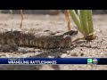 Northern California snake wrangler details where rattlesnakes show up