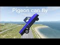 Pidgeon can fly