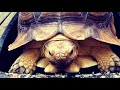 Link the Tortoise REACTS To ROMAN REIGNS VS  BROCK LESNAR Match at SummerSlam! 🐢