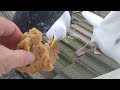 Happy Seagulls waiting for Breakfast -- Seagull TV Episode 8