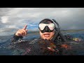 Exploring The Island of Maui, Hawaii- Humpback Whales, Turtles & Hammerhead Sharks *4k*