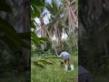 Clearing the jungle