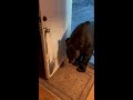 Black Bear Closing Door Likes to Fool Around || ViralHog