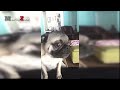 Talking Dogs - A Funny Talking Dog Videos Compilation 2016