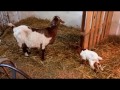 Diary of a Goat-Lass update: I'm not joking, I'm Kidding 