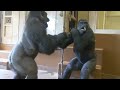 Silverback Gorilla Loves Both Females & His Offspring | The Shabani's Group