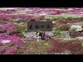 【北海道旅】羊蹄山＆芝さくら🌸‼️晴天に残雪混じり羊蹄山を背景に咲き誇った芝さくら🌸が綺麗でした☘️