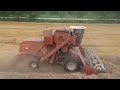 International Harvester 403, 2021 wheat harvest