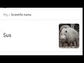 Don’t look up scientific name for pigi