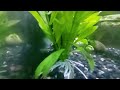 Short Video Of My Fish Aquarium