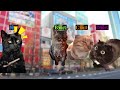 【猫ミーム】×【怖い話】コレクター仲間 #猫マニ #怖い話