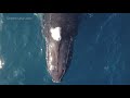 Humpback Whale Surface Lunge Feeding Near Dana Point, CA | Capt. Dave's Whale Watching