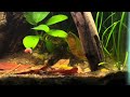 Flip Aquatics Nano Tank Tournament-20 Gallon