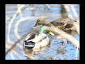 Mallard Duck Mini Documentary