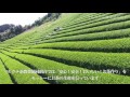 マルウチ茶農業協同組合 2016