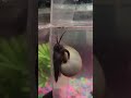 My snail 