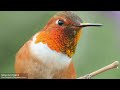 What Makes Hummingbirds Special