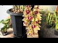 Orquídea CYMBIDIUM - TUDO que você precisa SABER  para CULTIVAR e conseguir FLORAÇÕES!💐💐