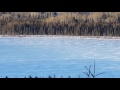 Wolf crossing a frozen lake